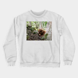 Scottish Highland Cattle Calf 1502 Crewneck Sweatshirt